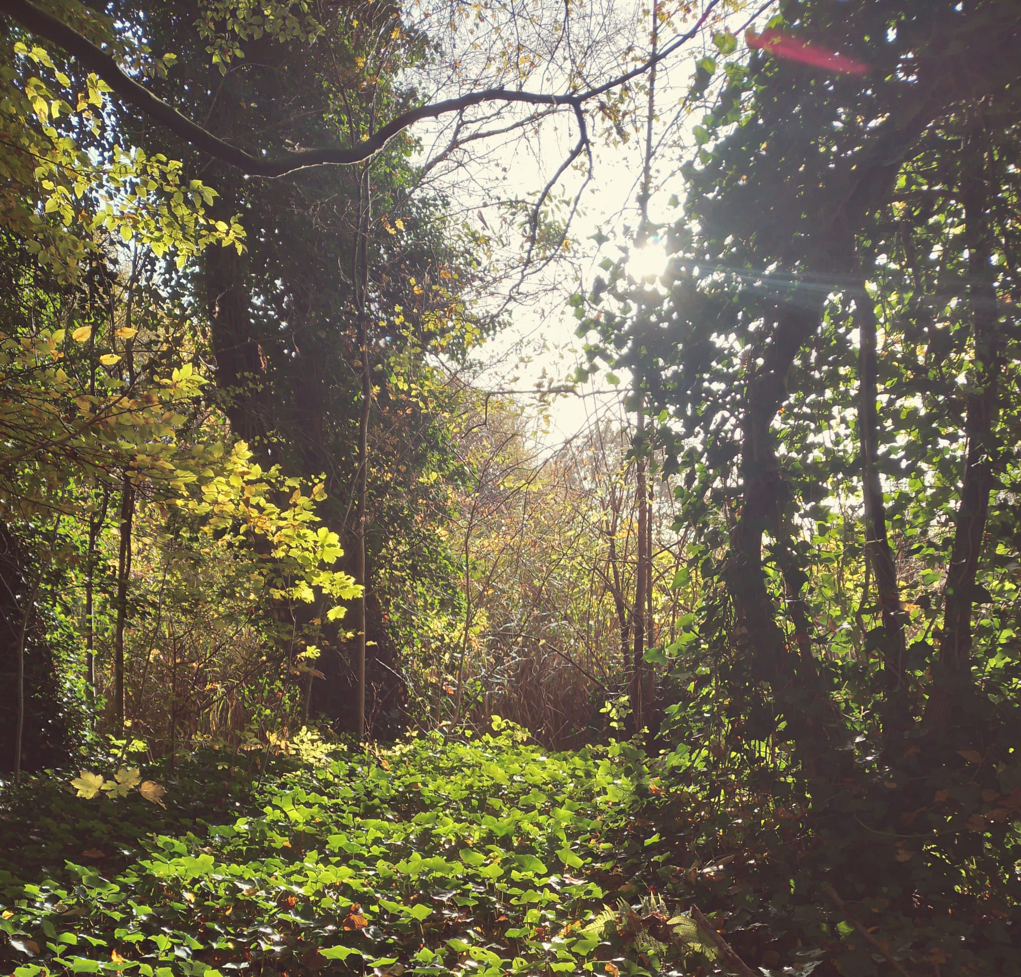 An image of thick foilage in a forest encompassed with bright sunlight.