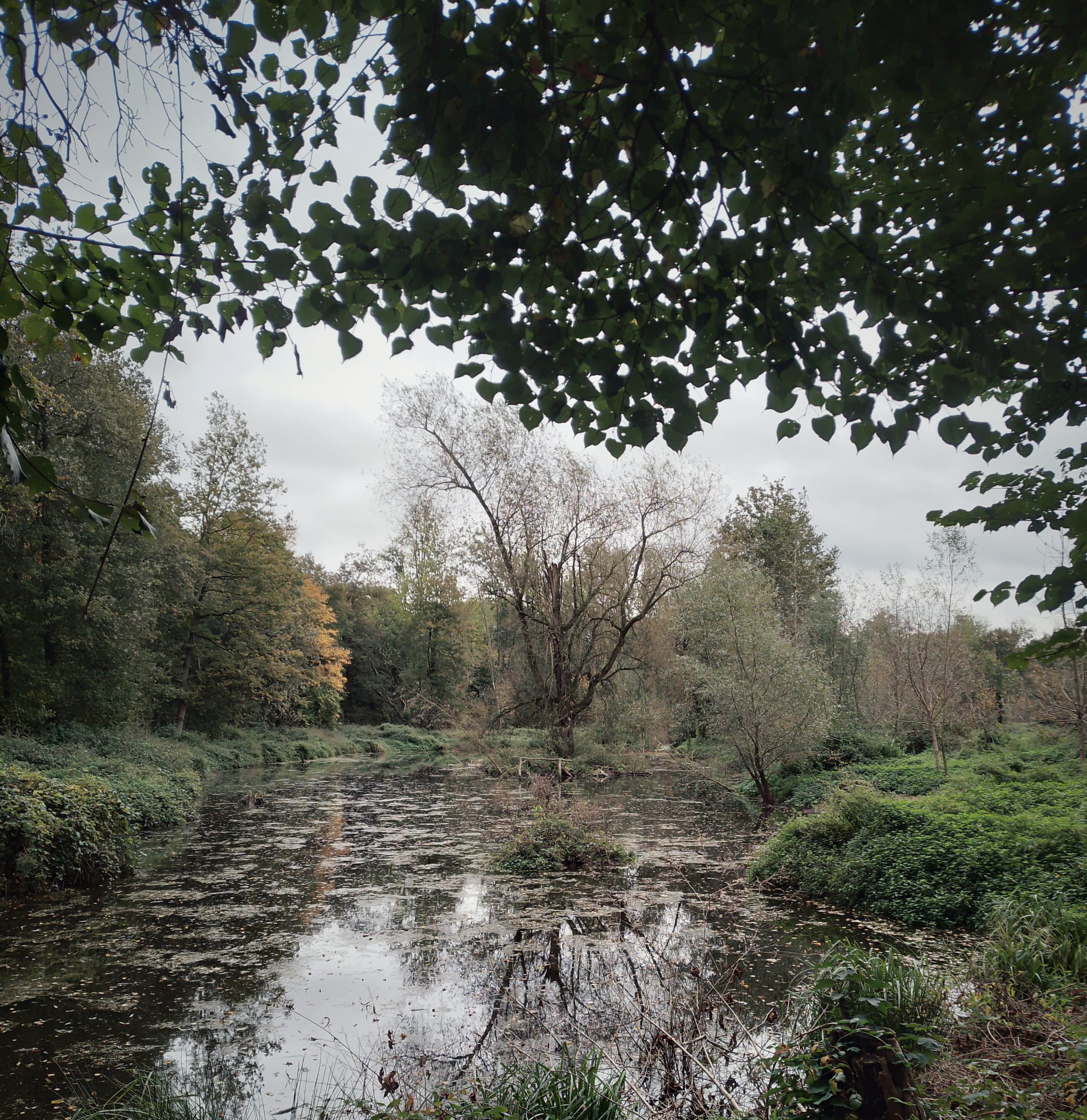 A Marshy-like body of water with a tree in the middle.