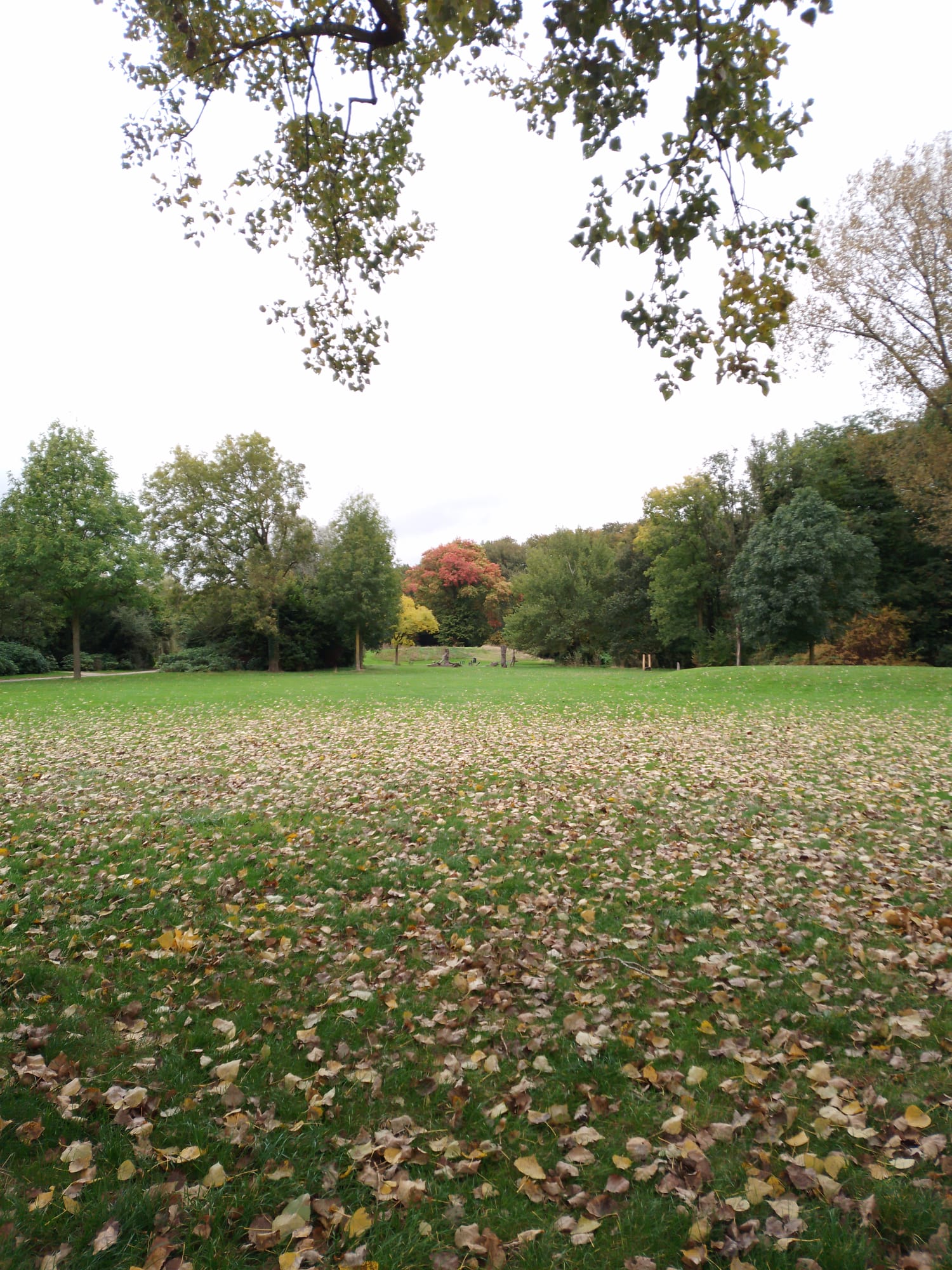 A Field covered in fallen leaves with a view of a red-leafed tree in the distance.