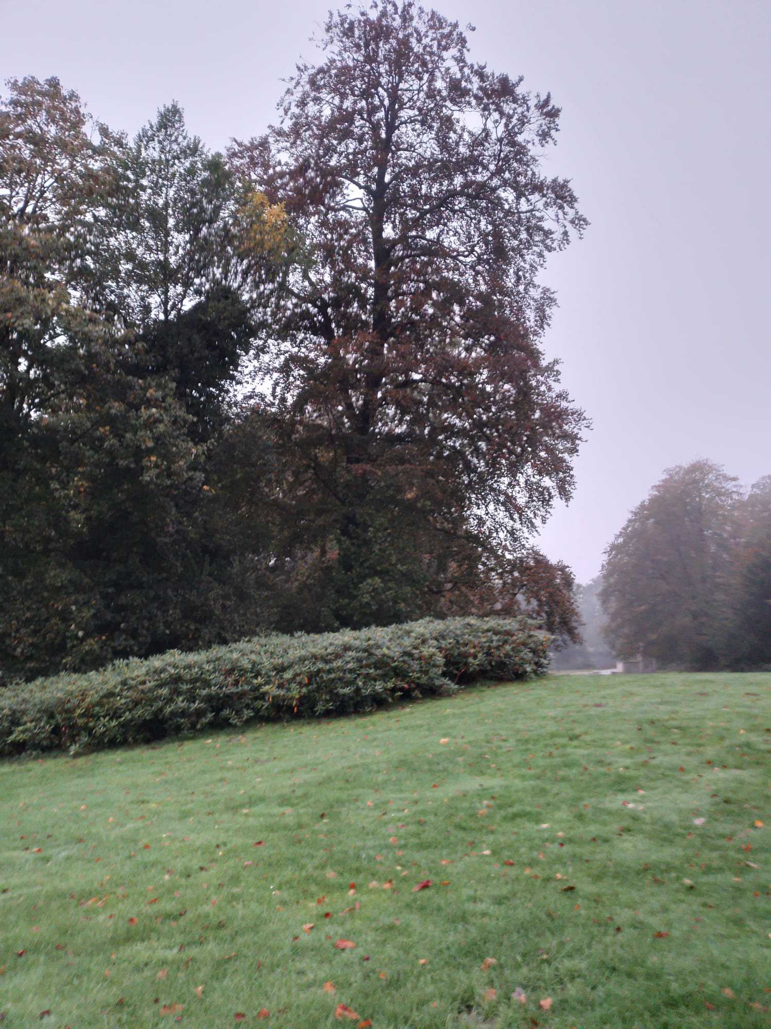 A Cold and foggy park.