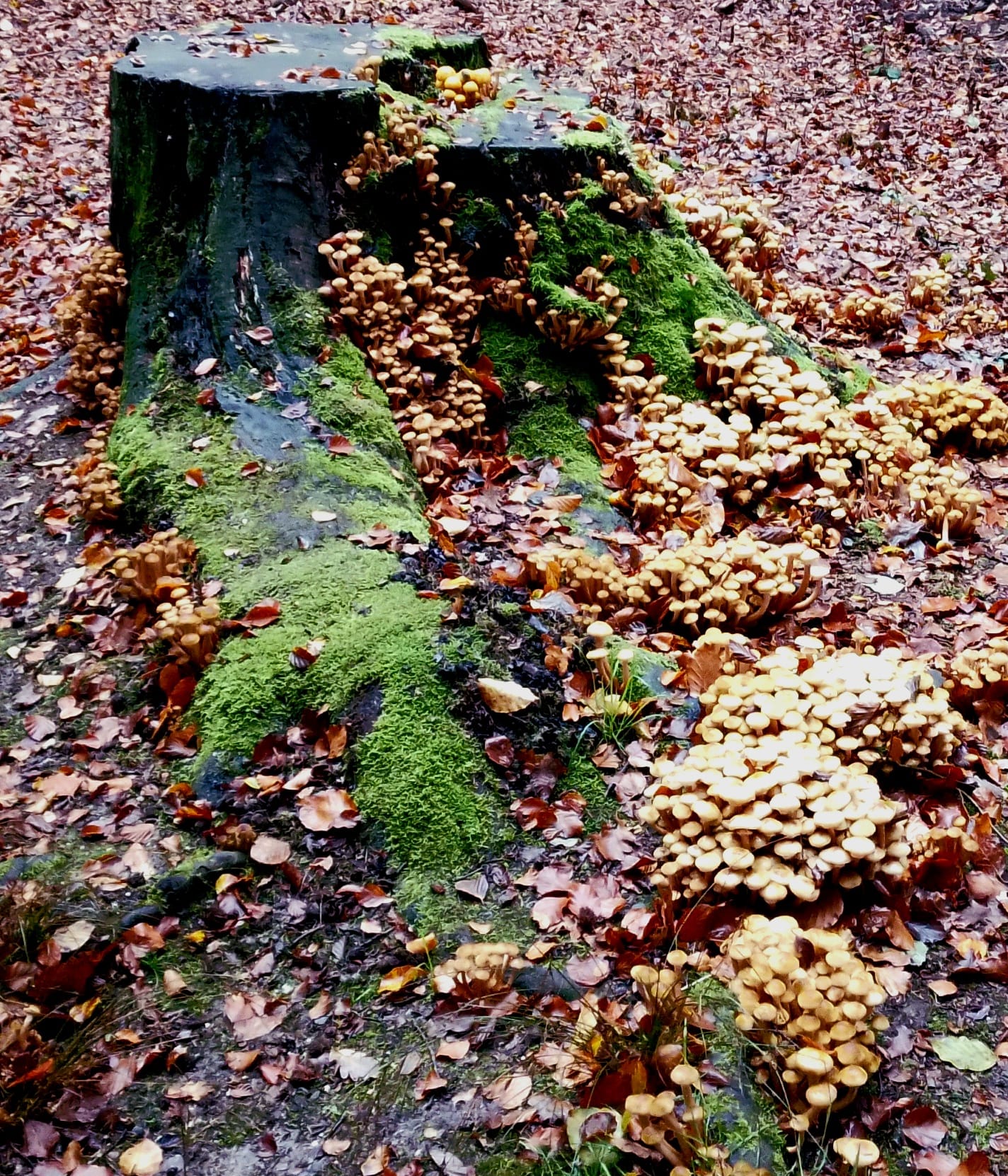 A Tree stump covered in mushrooms.