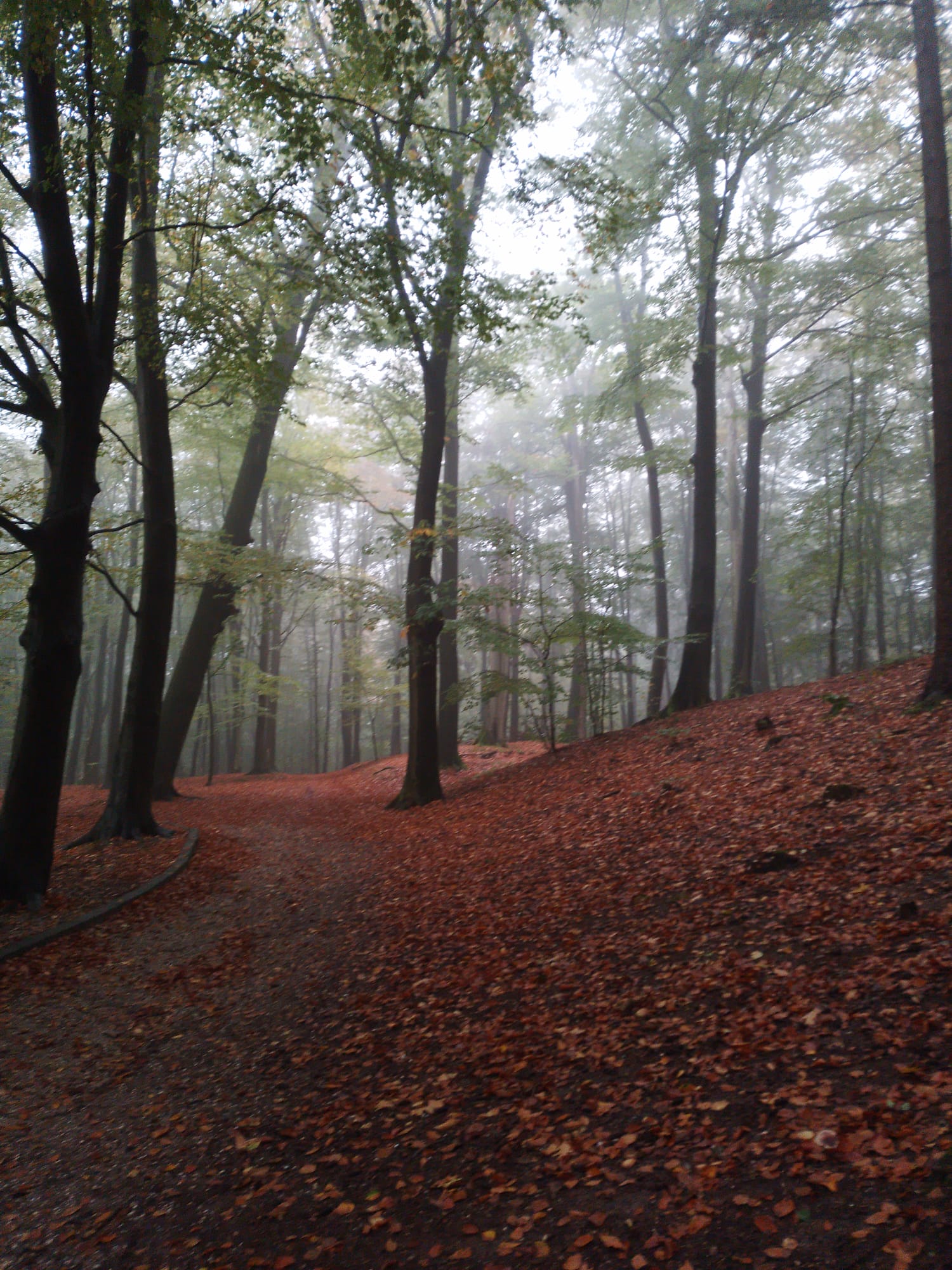 A Hill in Sonsbeek park during Autumn.