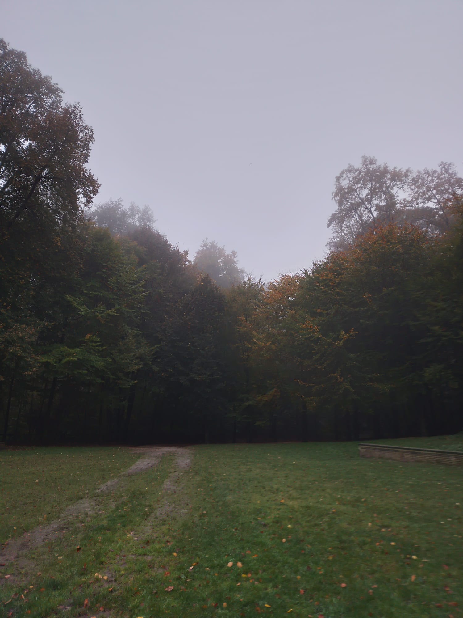 A Foggy view of trees.