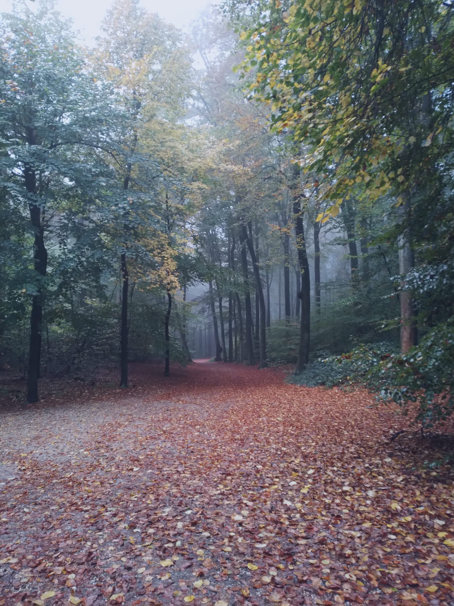 A Forest corridor enshrouded with mist and fallen leaves. Sonsbeek Park.