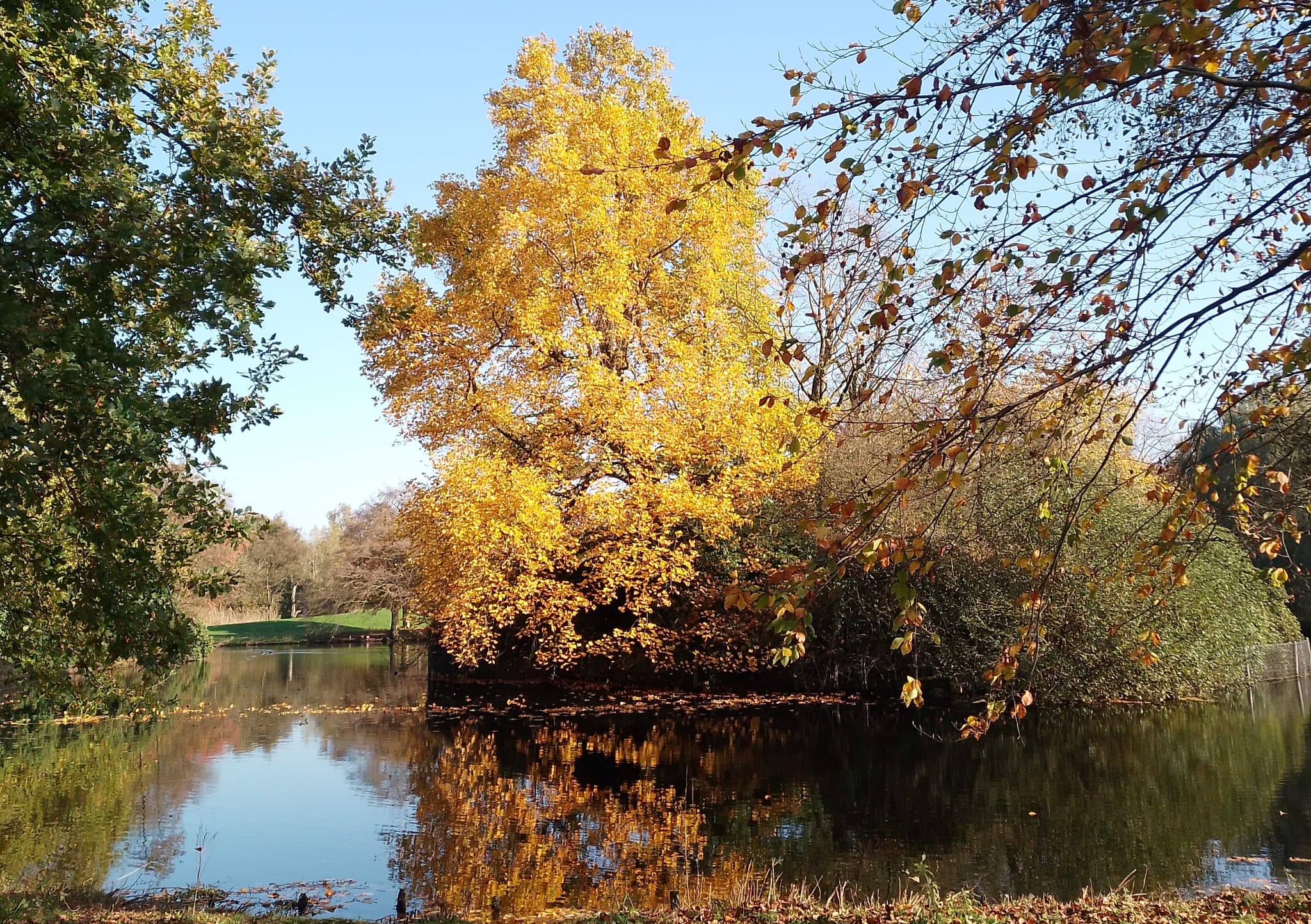 A Very yellow tree with it's reflection in the water.