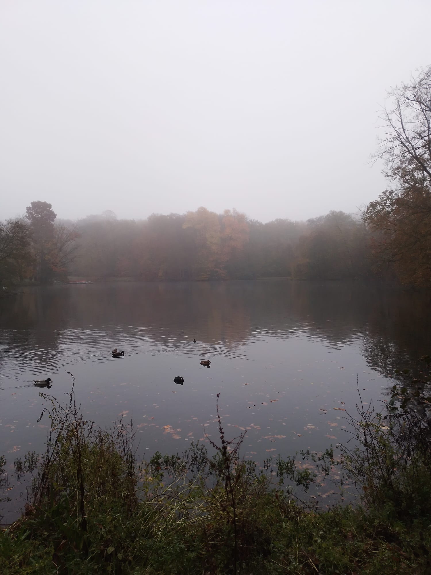 A Body of water, with trees in the distance, surrounded by mist.