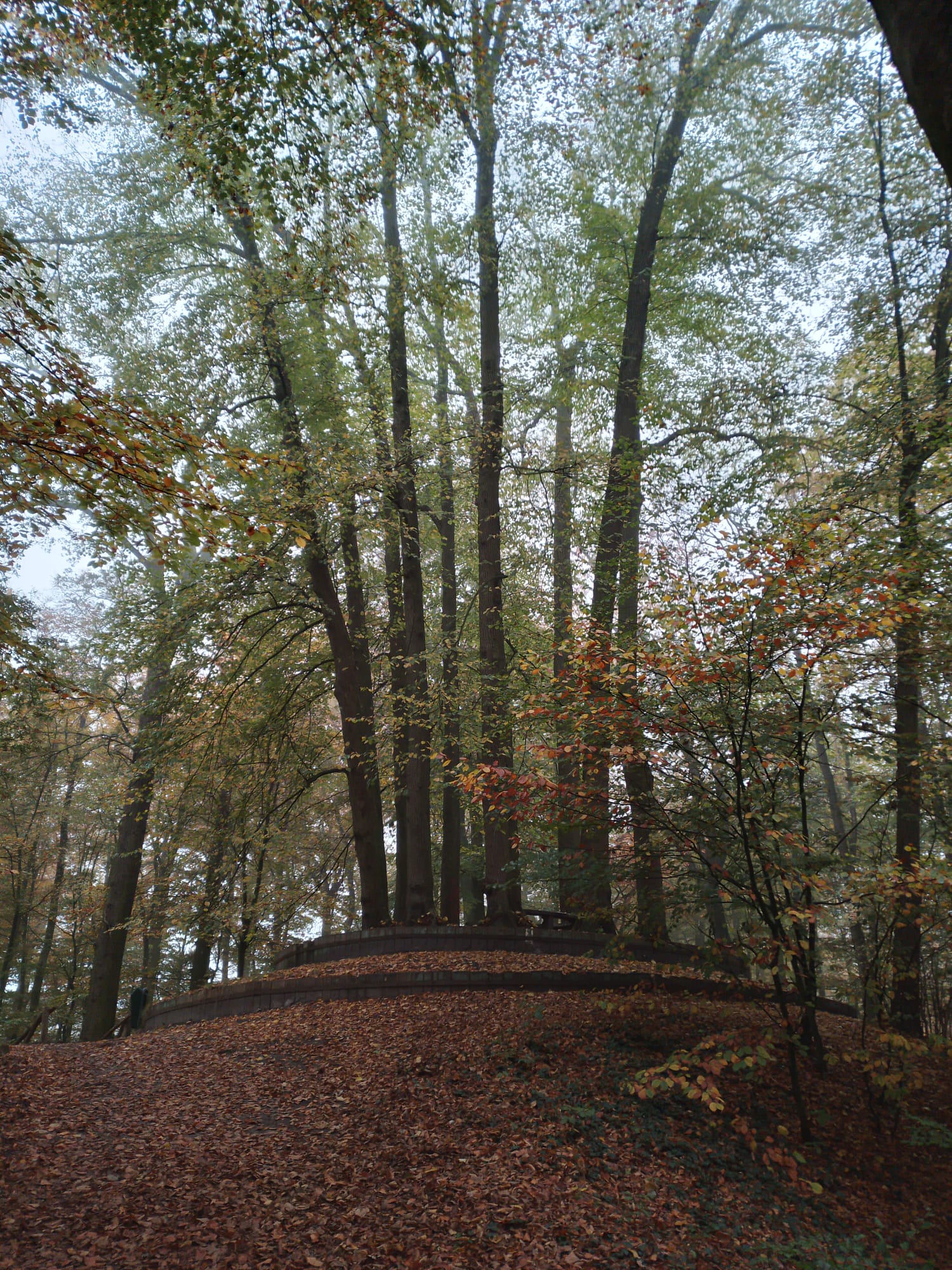 Trees in a circle, on top of a small hillock.