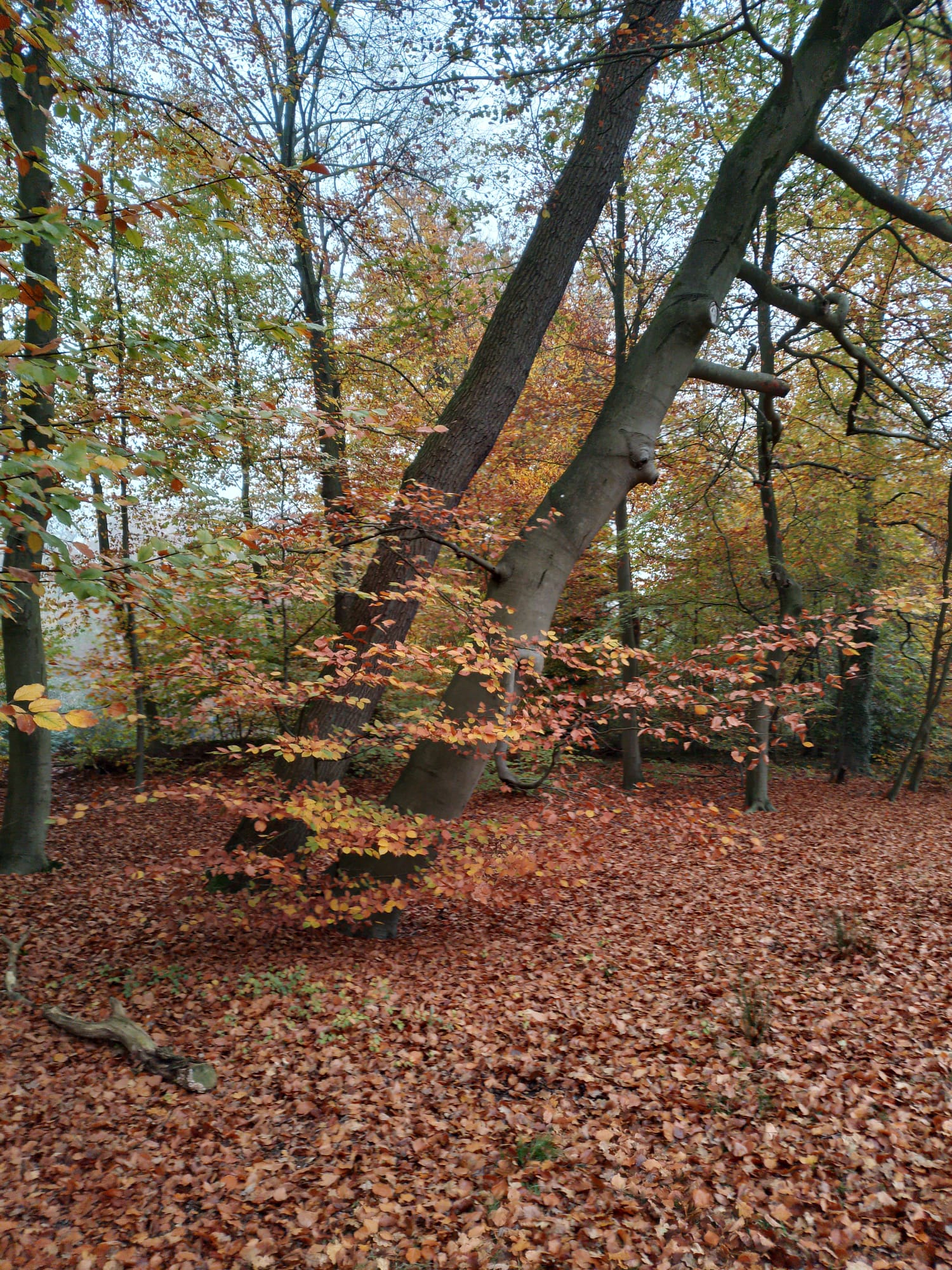 A Tilted tree that looks like it's going to fall on to a bed of brown leaves.s