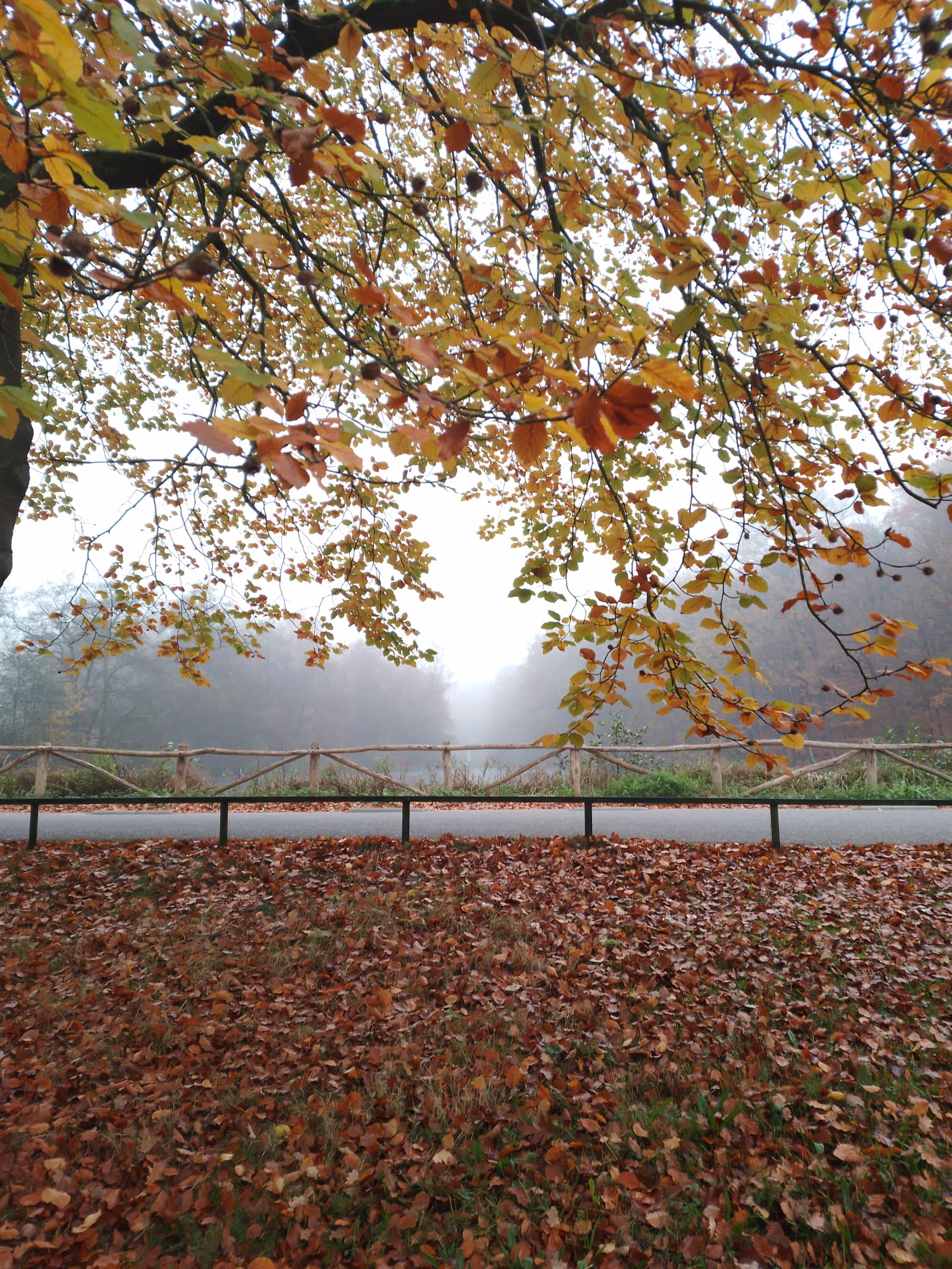 A View at a road, with an Autumn background.