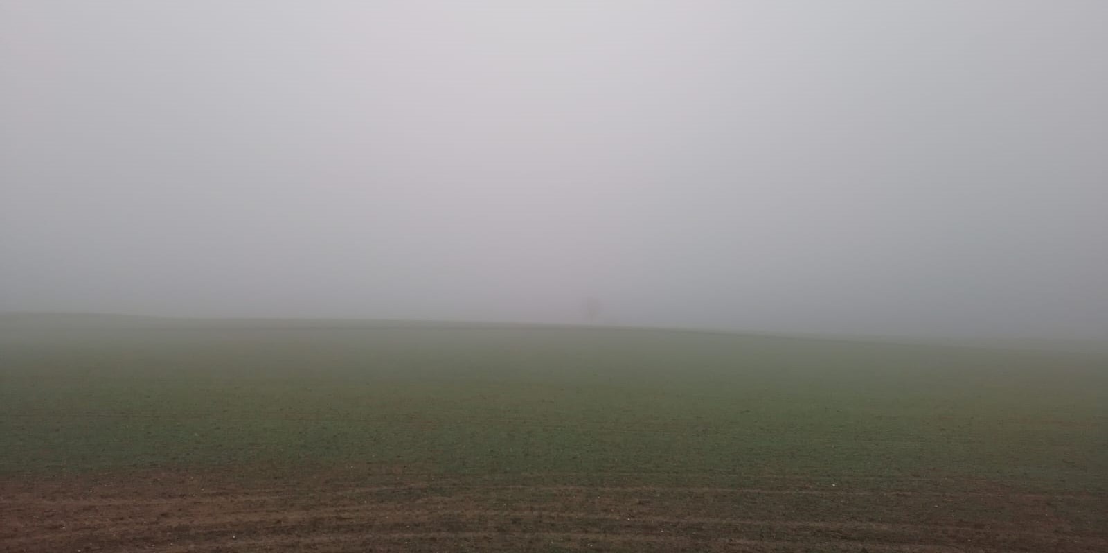 A Field completely covered in mist. Only the ground can be seen, and a lonely tree far in the distance.