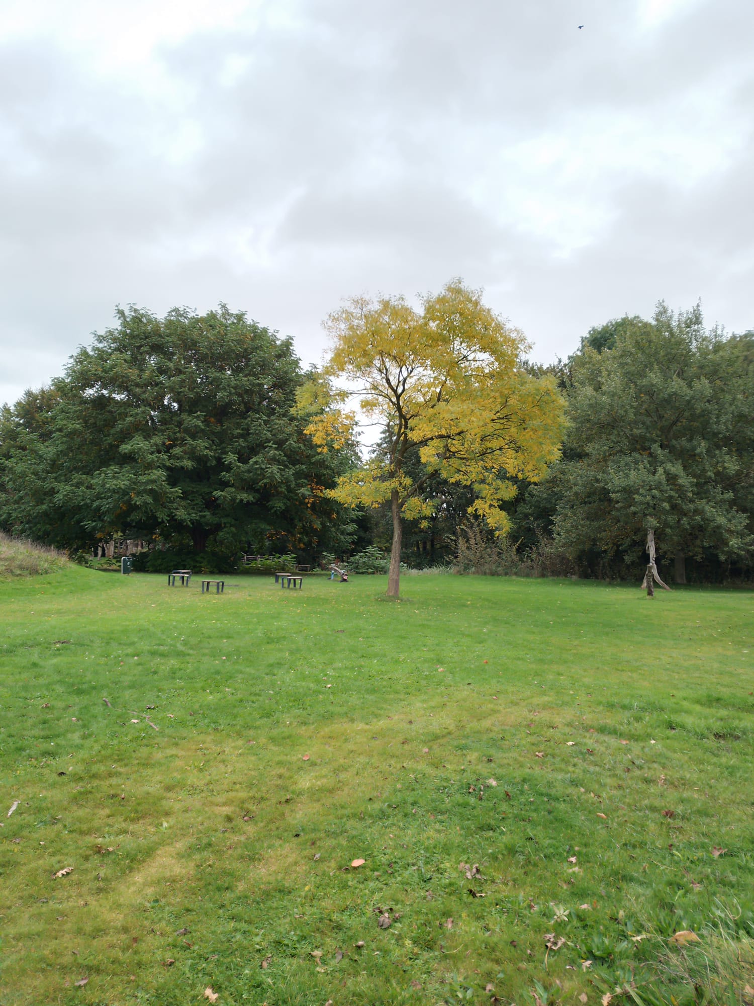 A Single yellow-leafed tree surrounded by a sea of green foilage. There are a few benches behind it on the ground.