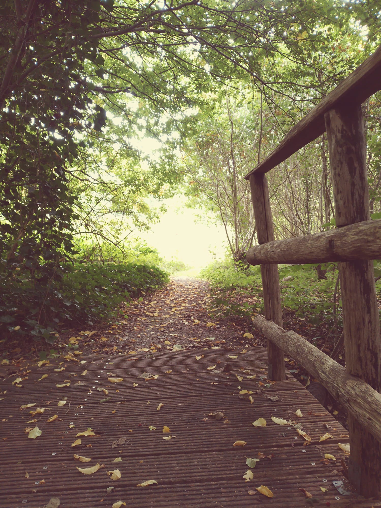 On a bridge in a small forest. Directly ahead is a stream of sunlight.