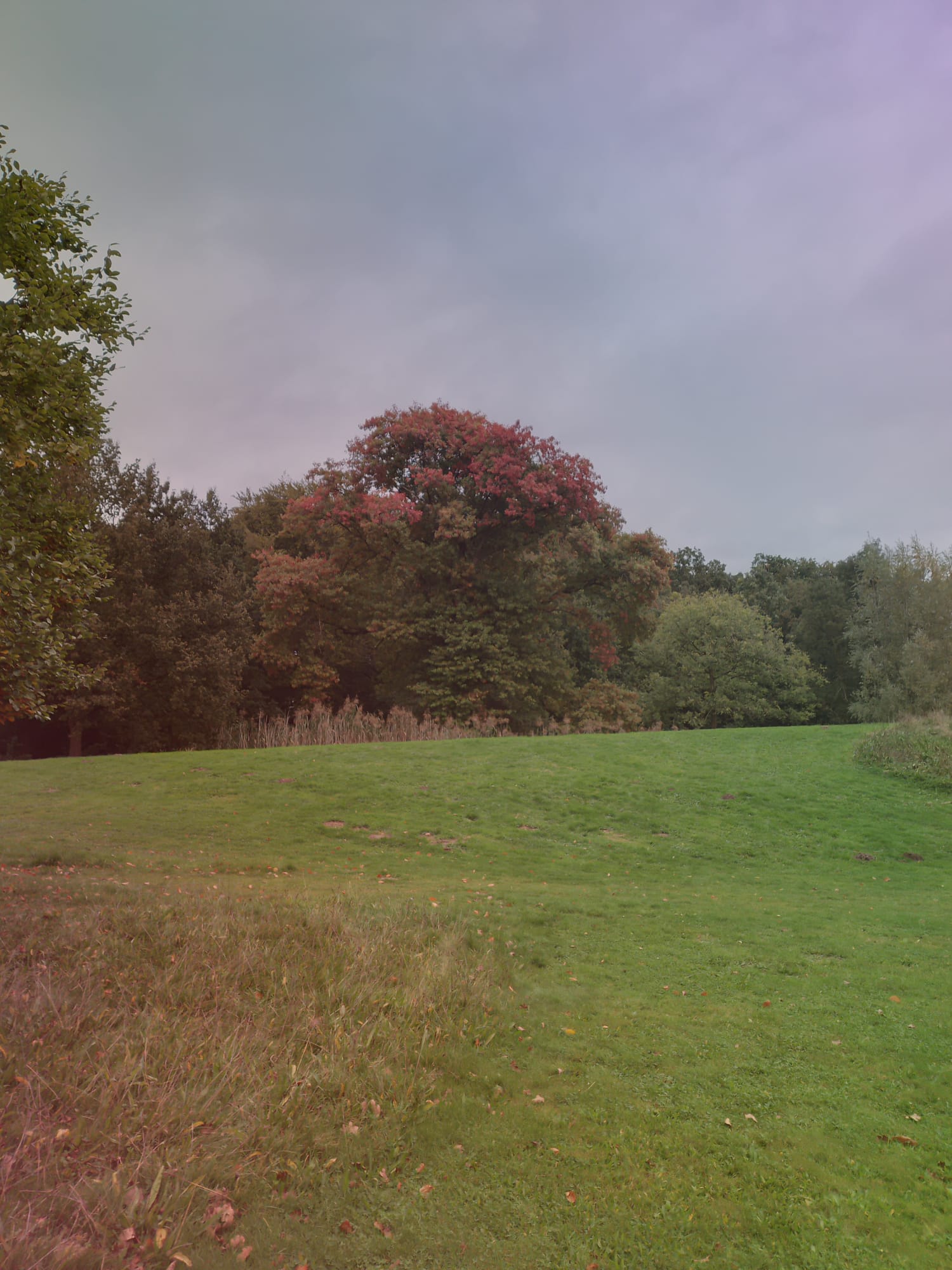 A Large tree with red leaves, on a hill.